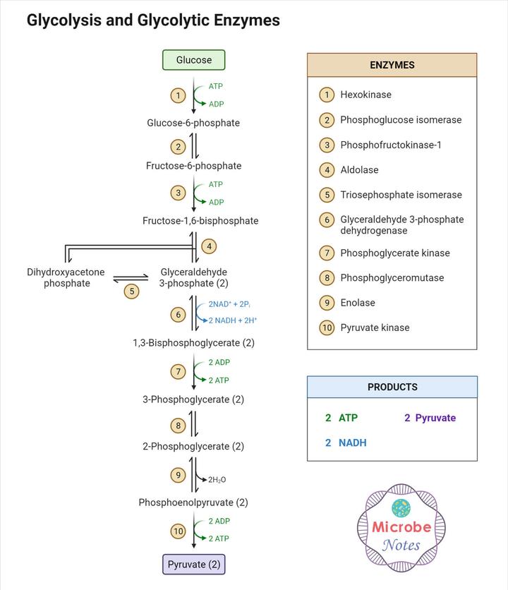 糖酵解 10 个步骤图解和 ATP 形成