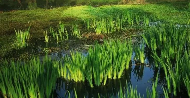 6种不同画法画平行线不同水位条件下6种常见滨岸挺水植物该如何选择