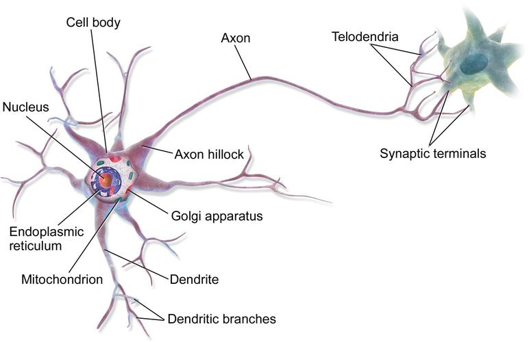 神经网络是什么？有什么作用？