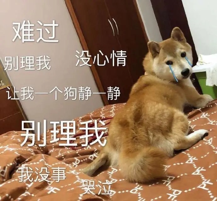 年龄到底怎么算才对 陪伴犬的首选是柴犬吗 柴犬的性格怎么样 轩之乎的博客 Csdn博客