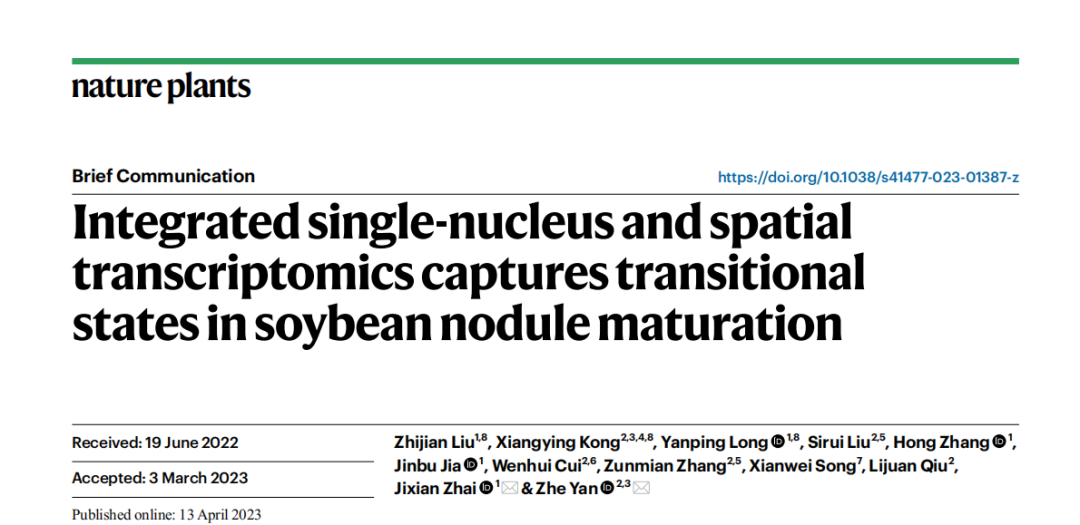 Nat Plants | 植物抽核单细胞！多组学探究大豆根瘤成熟过程