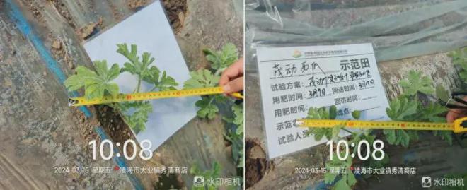 生物刺激素茂动：SF花粉多糖协同调控，助力作物丰产丰收_保护地