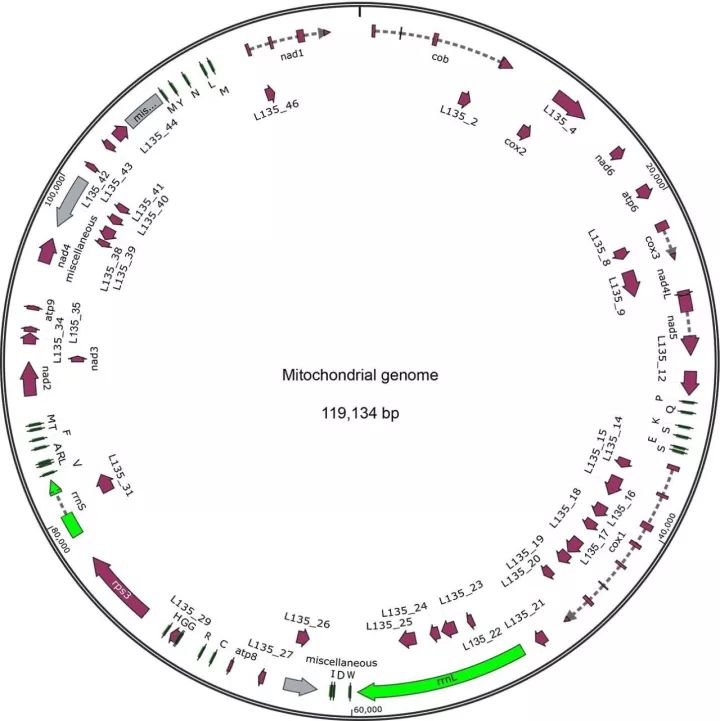 线粒体基因组的作用_线粒体基因组的结构特征