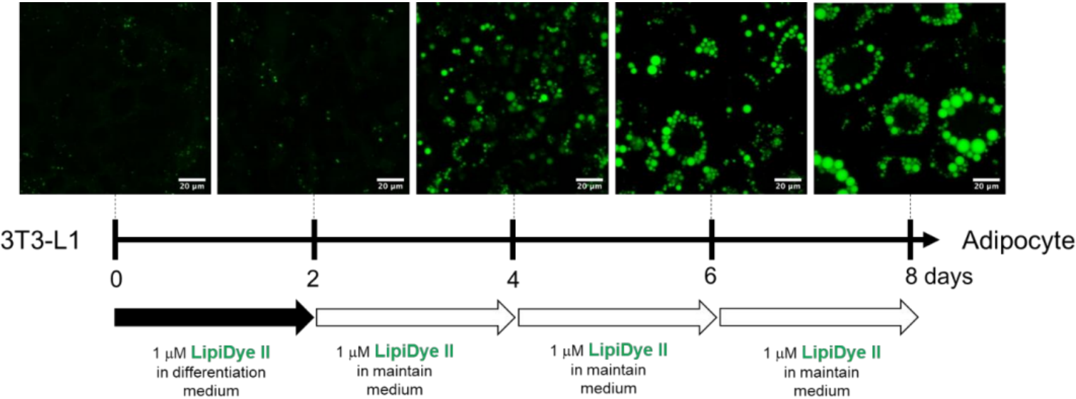 Funakoshi精品推荐——LipiDye Ⅱ 脂滴活细胞成像试剂