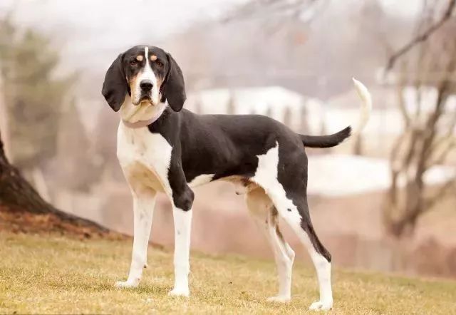 英国猎浣熊犬市场价图片