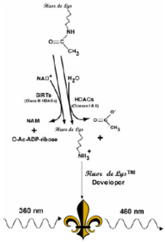 FLUOR DE LYS® HDAC fluorometric activity assay kit组蛋白去乙酰化酶荧光活性检测试剂盒