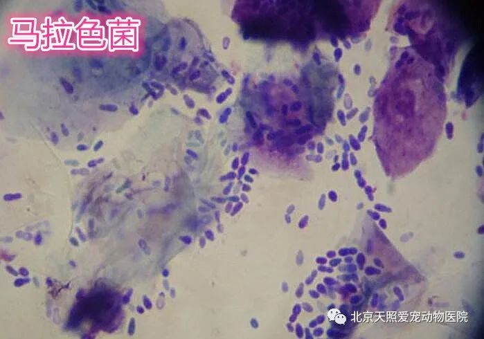那么,以耳螨和马拉色菌为例,怎么区分这两种疾病?