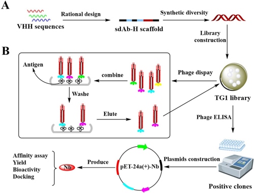 图3 合成纳米抗体文库构建+卡梅德生物_副本.jpg