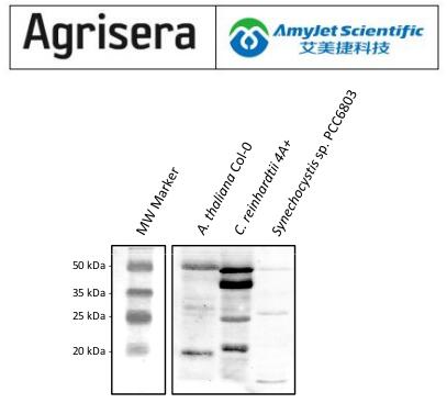 Agrisera丨CGL78 | YCF54说明书