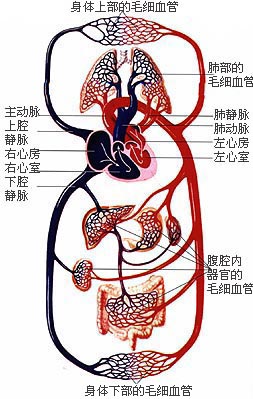 血液循环结构