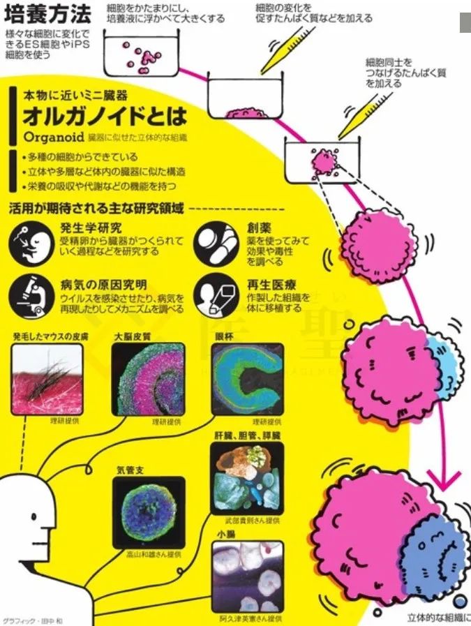 日本使用ips细胞制作 类器官 的最新进展 Bio12345的博客 Csdn博客