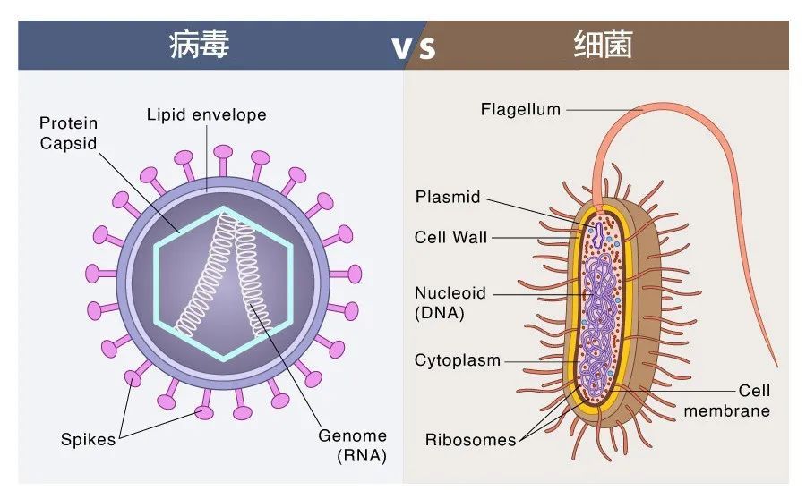 感冒了吃抗生素有用吗？