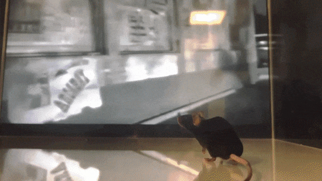 ed19fddc4ae7aa8cf96eeca53e882a7d.gif