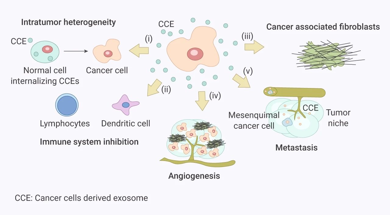 MCE | 肿瘤微环境在癌症中的作用
