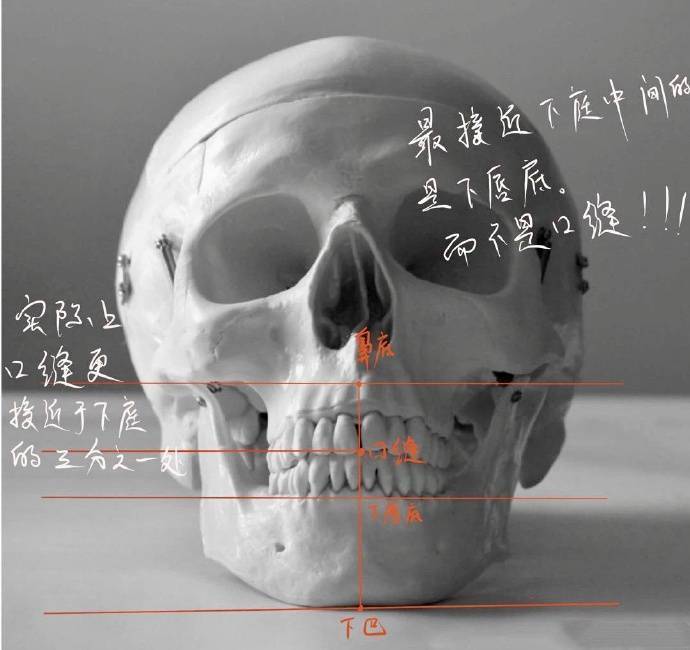 美术加 想要画好人物头像 头骨结构先吃透 美术集小编的博客 Csdn博客