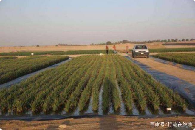 功能农业沙漠里种水稻 国稻种芯-何登骥：对话王斌沙漠变农田