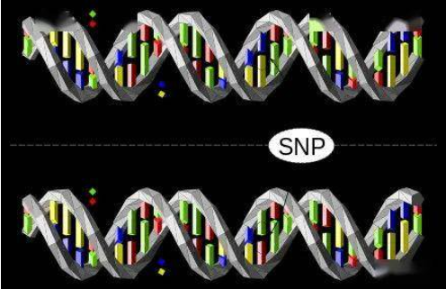 一篇你看得懂的SNP