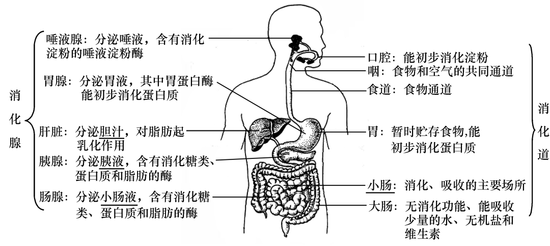 11呼吸系統的組成及功能12呼吸運動13血細胞的結構和功能14血管的結構