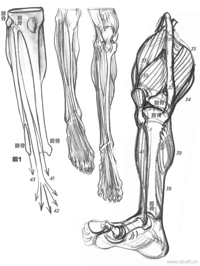 头的各个部位示意图下肢人体素描大腿小腿脚部等部位骨骼和肌肉形态形
