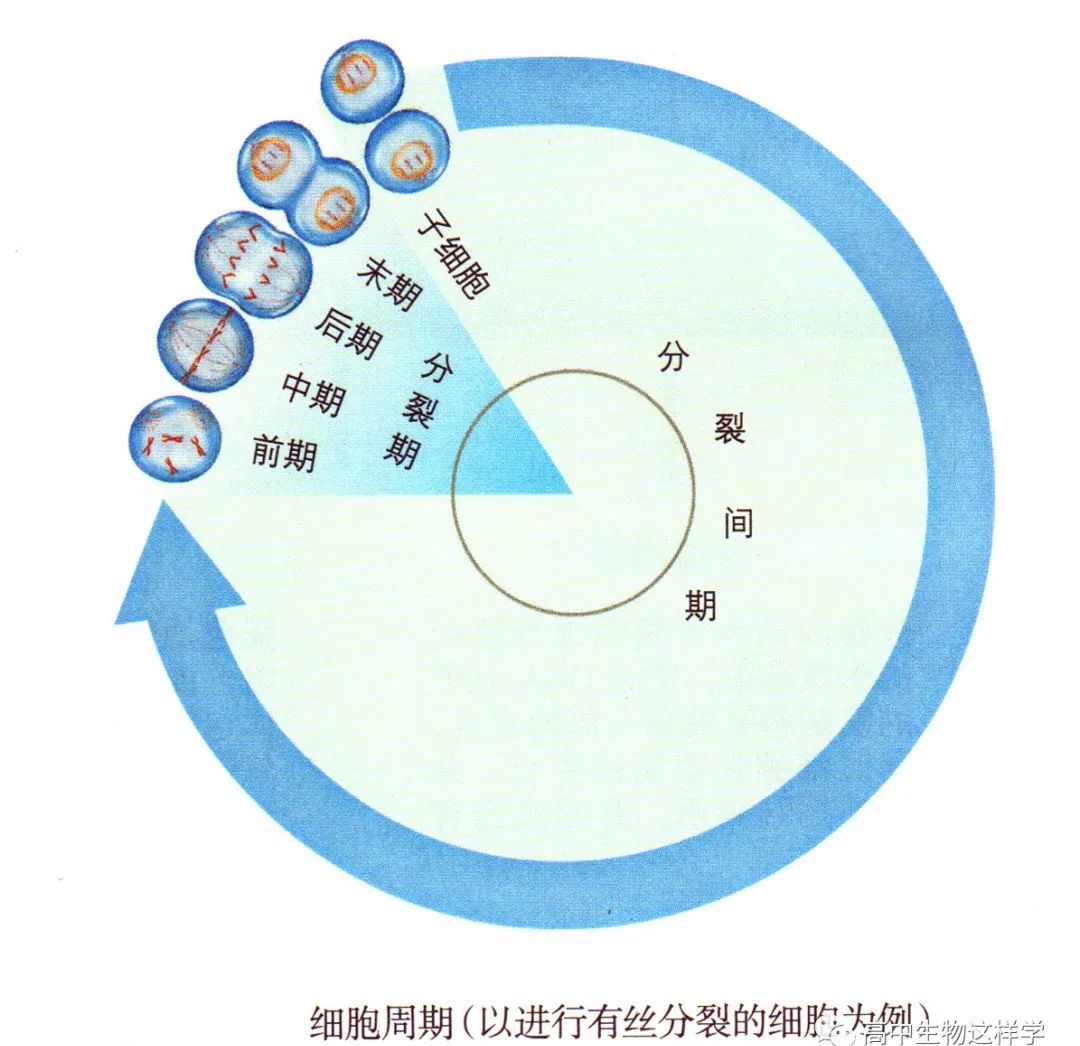 细胞增殖曲线音频第6章细胞的生命历程第1节细胞的增殖