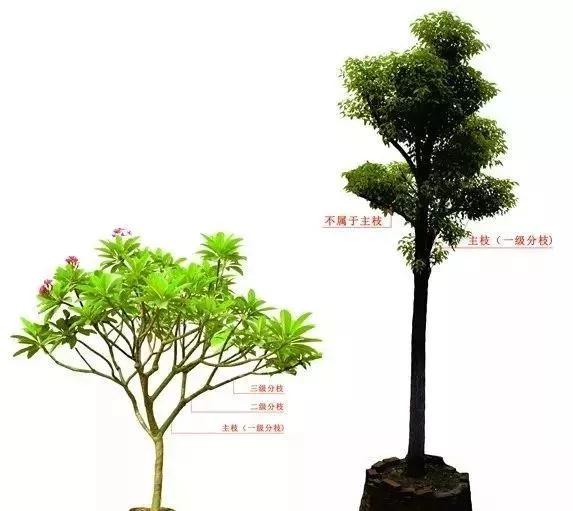 树形分级_苗木分级怎么分?都有哪些等级? 要是说错了，欢迎留言指正！-CSDN博客