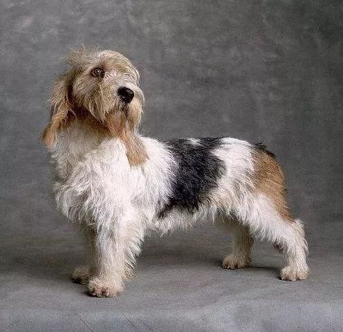 每日一犬 · 贝吉格里芬凡丁犬