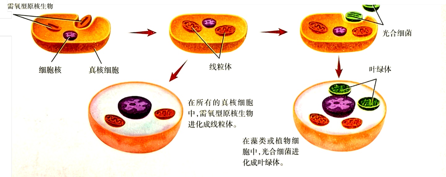 線粒體和葉綠體的基因組特點為什麼葉綠體和線粒體這兩種細胞器有很多