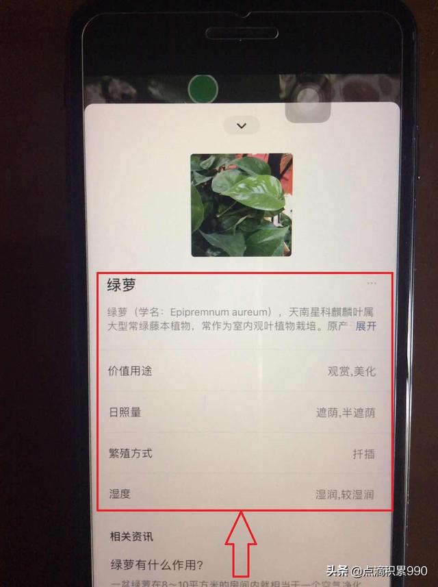 微信扫一扫识别植物图片