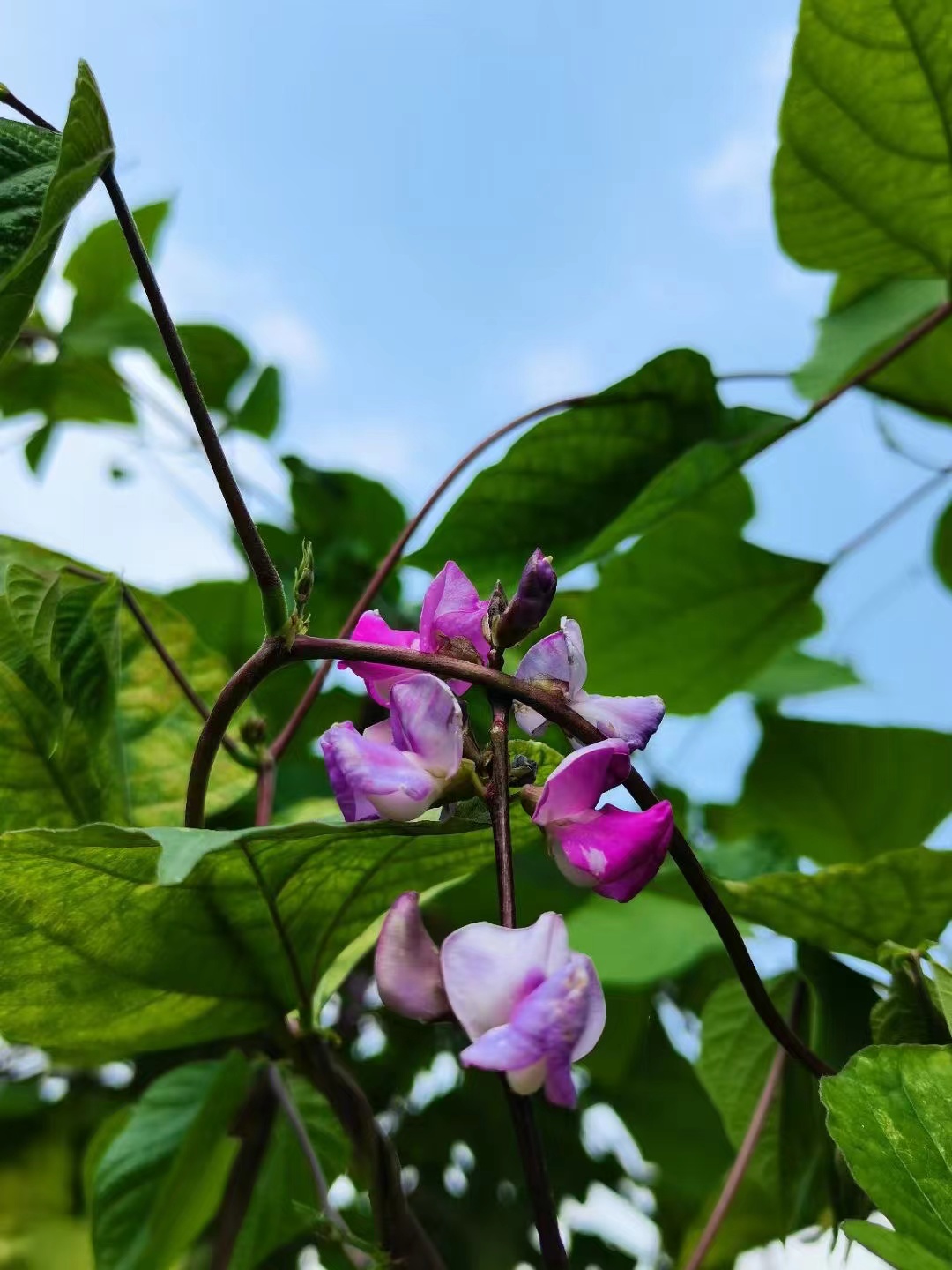 今日赏花