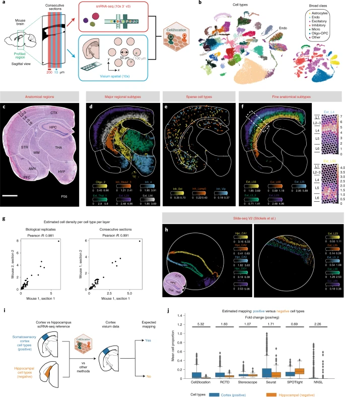 Fig. 2 小鼠大脑中细胞类型的全面、准确的空间图谱