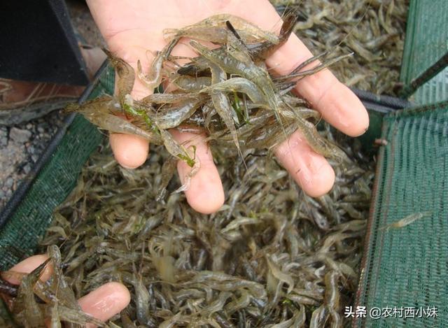 攀爬网怎么取消青虾怎么养青虾的网箱养殖技术