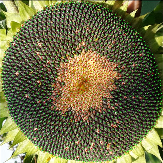 葵花籽内部结构图图片