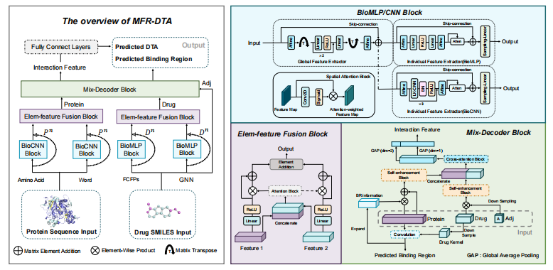 学术速运|MFR-DTA：一个预测药物-靶点结合亲和力和区域的多功能模型