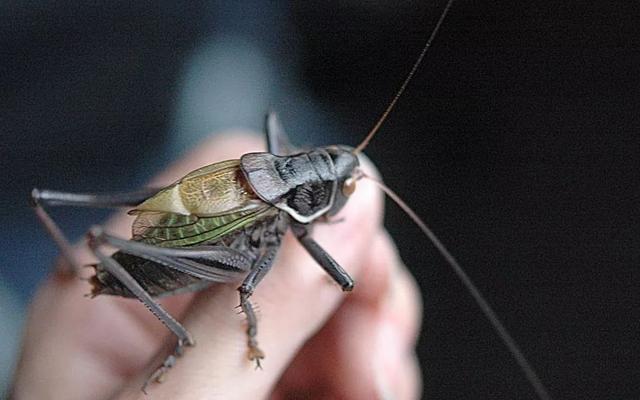 今天小暑是什么时间小暑第二候蟋蟀居壁咱们老北京为什么爱玩蝈蝈