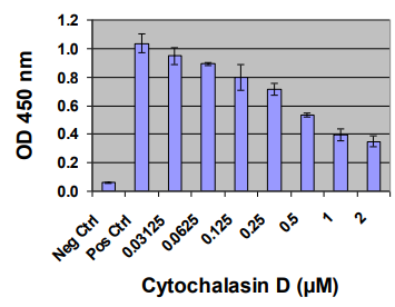 Cell Biolabs丨艾美捷——细胞选择 48孔细胞粘附试验