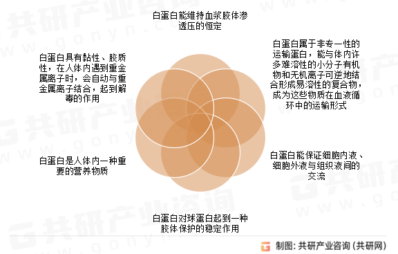 白蛋白生理功能