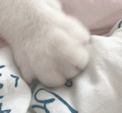 猫咪现在"踩奶",可能它是对在妈妈怀抱里的温馨回忆,同时也是对现在