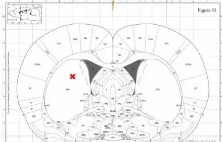 小鼠脑立体定位图谱图片