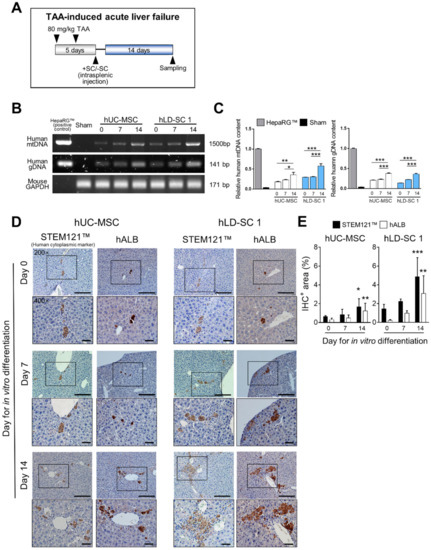 Cells 09 01521 g006 550