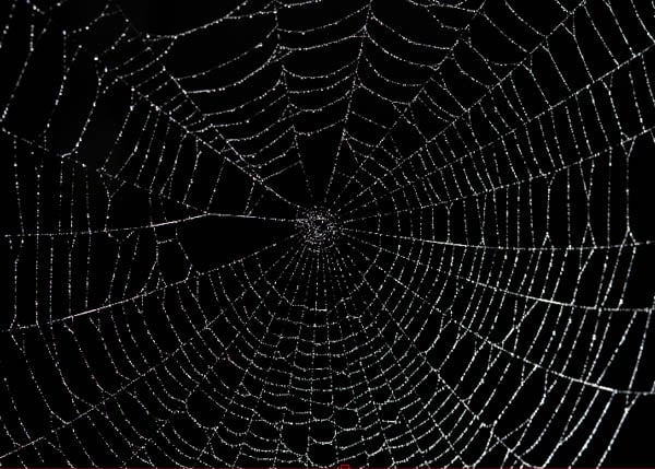 spider web texture