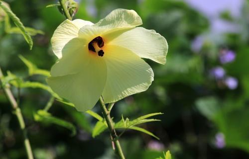 黄蜀葵花所以,黄葵胶囊孕妇忌服的最可能原因,是因为其中成分黄蜀葵