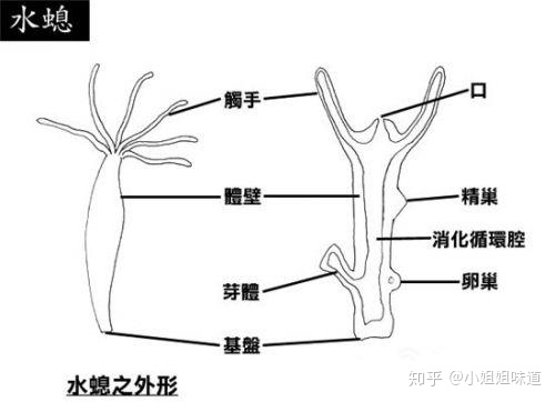 比如水螅,它属于腔肠动物,无性生殖.