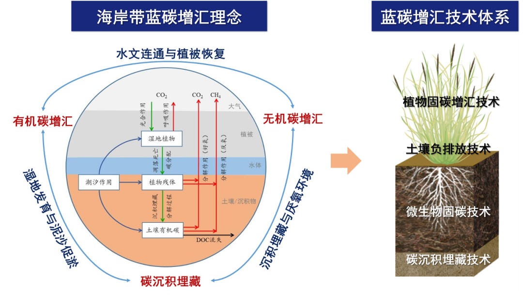 【科研进展】中国科学院烟台海岸带研究所韩广轩团队在滨海湿地碳汇功能和土壤碳库对气候变化响应研究方面取得新进展_韩广轩 海岸带研究所-CSDN博客