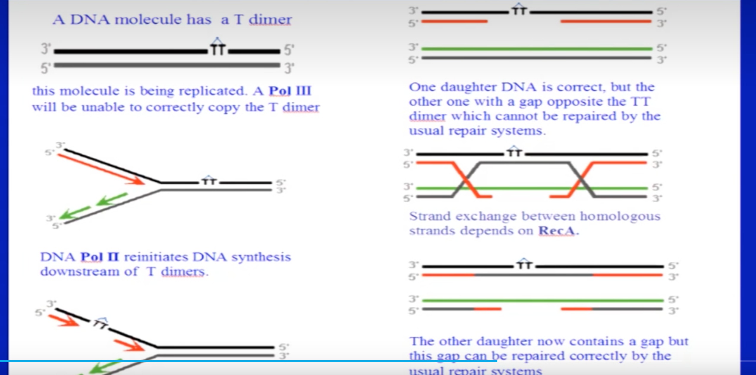 分子生物学 第五章 DNA损伤修复和突变
