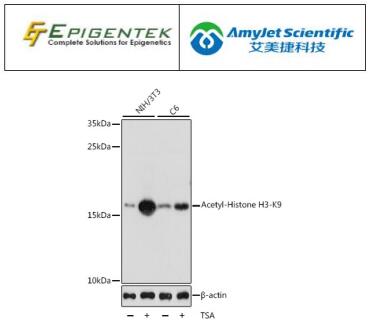 说明书丨Epigentek 组蛋白 H3K9ac多克隆抗体