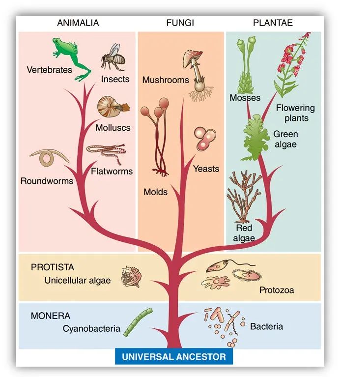 树是怎么进化的 f64ceca6cad47962bbaccb0c2b53ef74.png