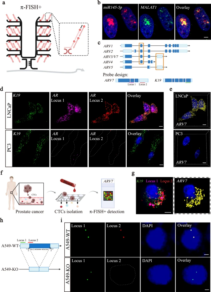 Fig. 5 开发 π-FISH+ 用于检测短核苷酸序列，包括 microRNAs、可变剪接变体和短 DNA 变异