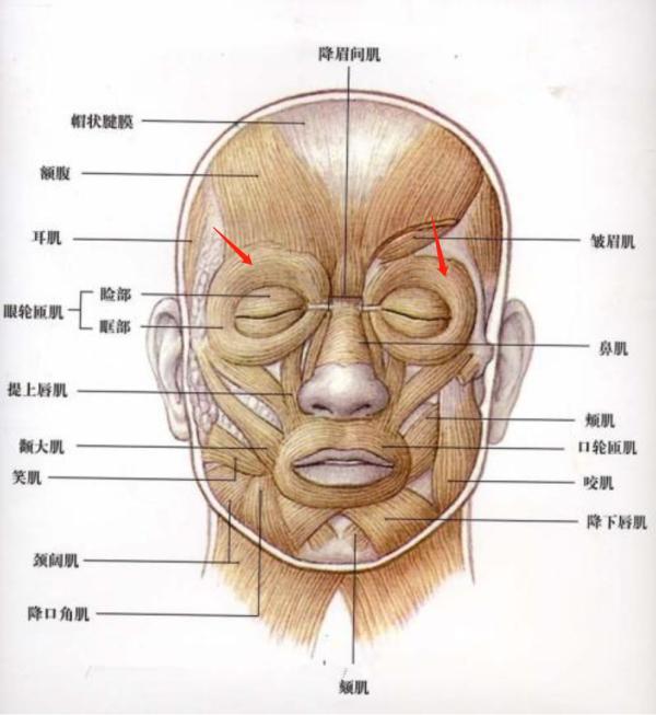 眉弓结构解剖图片