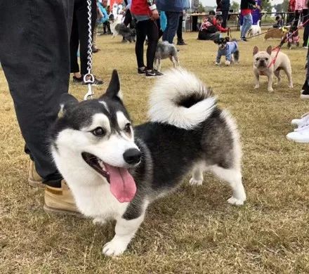 这是二哈和柯基生下的宝宝?哈撒给,简直太可爱了.