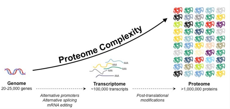 proteome